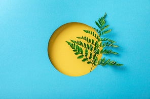geometric background with green fern leaf in yellow round hole on blue paper