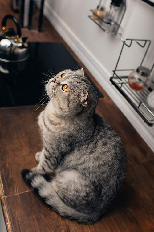 High Angle View of cute grey scottish fold cat sitting on Kitchen Counter