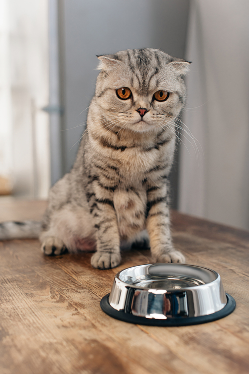 adorable scottish fold cat sitting on table near metal bowl