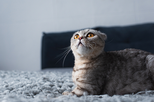 adorable scottish fold cat sitting in bedroom and looking up