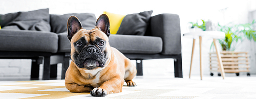 panoramic shot of cute french bulldog laying on floor in living room