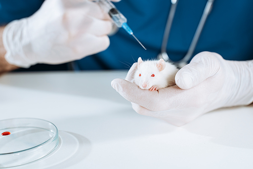 cropped view of veterinarian in latex gloves holding syringe with vaccine near white mouse