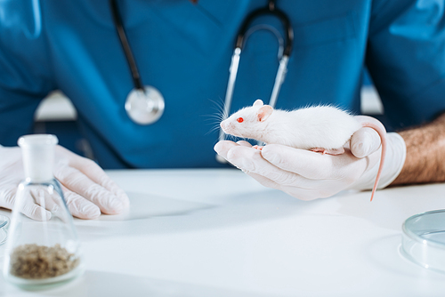 cropped view of veterinarian in latex gloves holding white mouse
