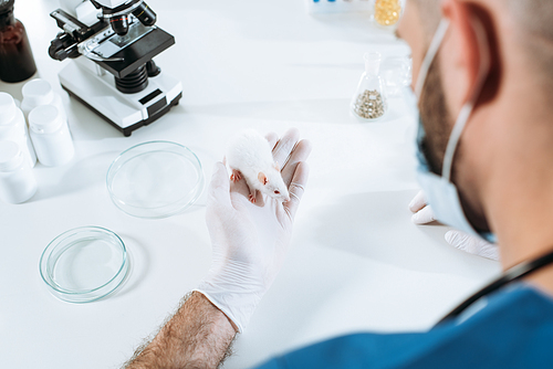 high angle view of veterinarian in medical mask and latex gloves holding white mouse near petri dishes and microscope