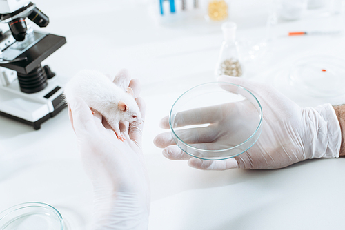 cropped view of veterinarian in rubber gloves holding white mouse and petri dish near microscope