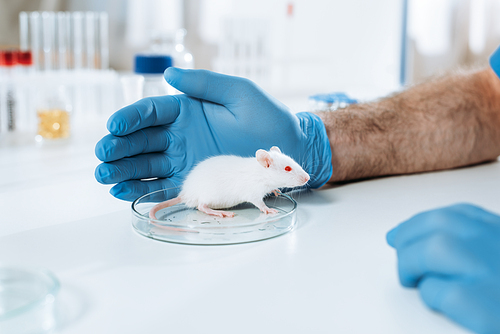 cropped view of veterinarian in latex gloves near white mouse in petri dish