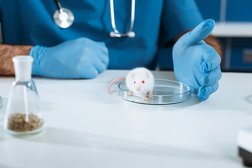 cropped view of veterinarian in rubber gloves near white mouse in petri dish