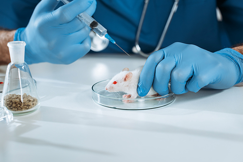 cropped view of veterinarian in rubber gloves holding syringe with vaccine near white mouse in petri dish