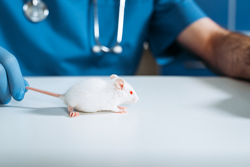 partial view of veterinarian holding tail of white mouse in veterinary clinic