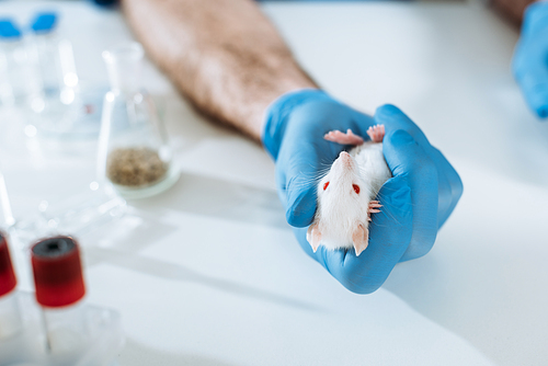 cropped view of veterinarian in latex glove holding white mouse near test tubes