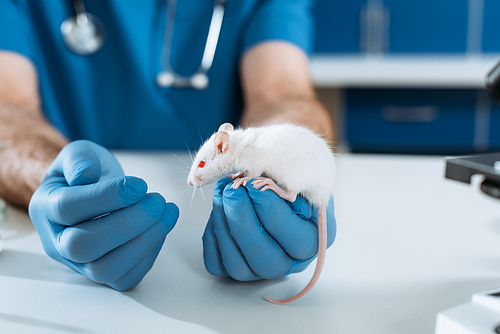 cropped view of veterinarian in latex gloves examining white mouse in clinic