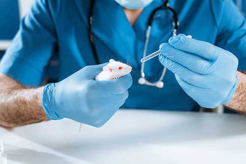 cropped view of veterinarian in latex gloves holding white mouse and pipette with medicine