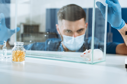 selective focus of veterinarian in medical mask and latex gloves looking at white mouse in glass box