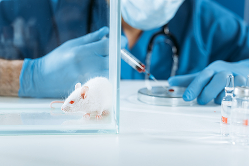 selective focus of white mouse in glass box near veterinarian in medical mask and latex gloves holding syringe near petri dish with blood sample
