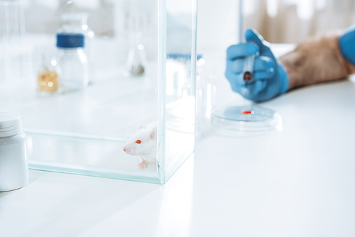 cropped view of veterinarian holding syringe near petri dish with blood sample, and white mouse in glass box