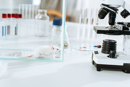 white mouse in glass box near microscope and test tubes in veterinary clinic