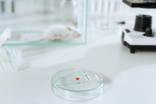 selective focus of petri dish with biomaterial near white mouse in glass box