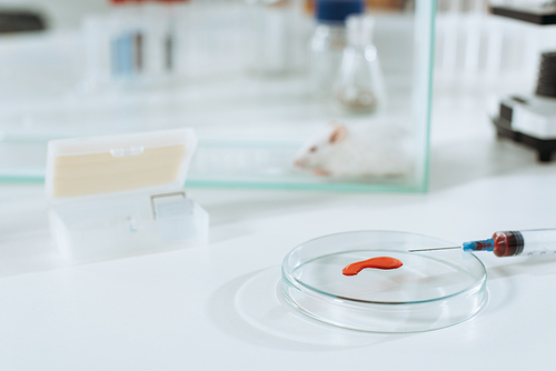 selective focus of syringe and petri dish with blood sample near white mouse in glass box