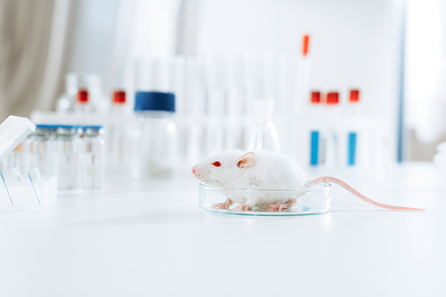 selective focus of white mouse in petri dish on desk in veterinary clinic