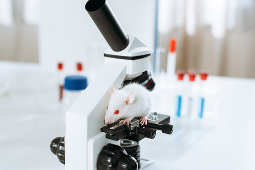 selective focus of white mouse on microscope in veterinary clinic