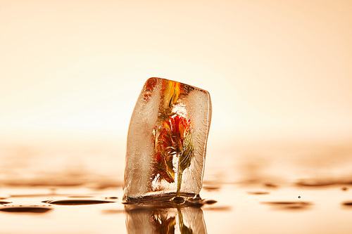 clear transparent ice cube with frozen flower on yellow illuminated background