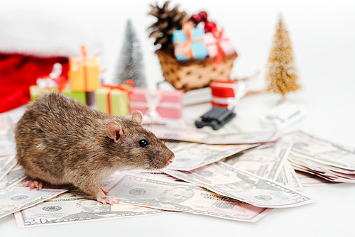 selective focus of small rat near money and gifts isolated on white