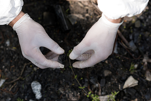 cropped view of ecologist in latex gloves touching plant