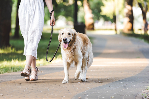 cropped view of girl in white dress walking with golden retriever on pathway