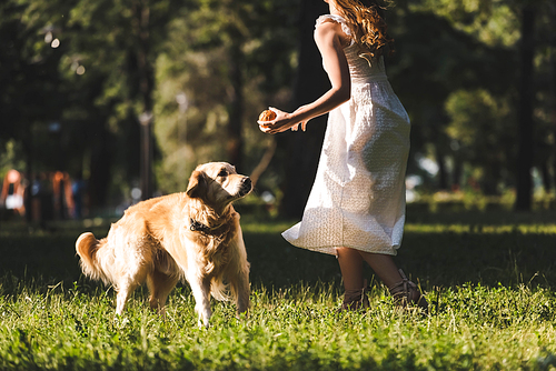 cropped view of girl in white dress playing ball with golden retriever on meadow