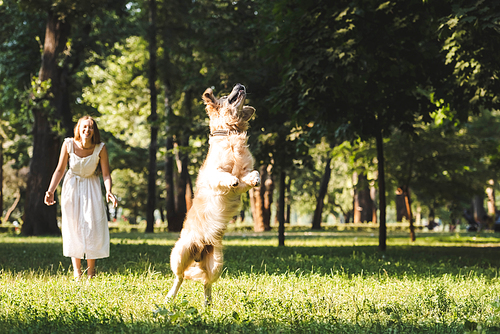 full length view of young girl in white dress smiling and looking at jumping golden retriever on meadow