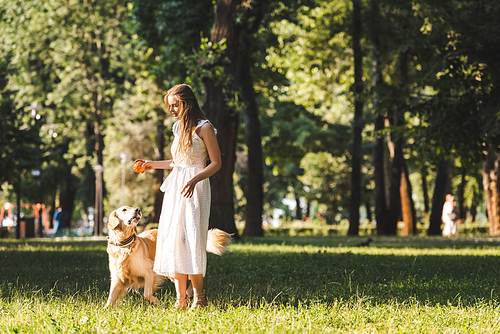 full length view of beautiful young girl in white dress standing on meadow near golden retriever