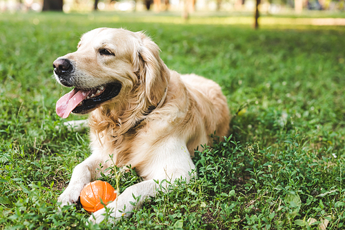 selective focus of cute golden retriever lying on meadow with ball