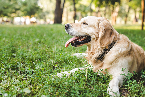 selective focus of cute golden retriever lying on meadow