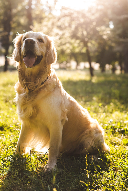 selective focus of cute golden retriever sitting on meadow in sunlight