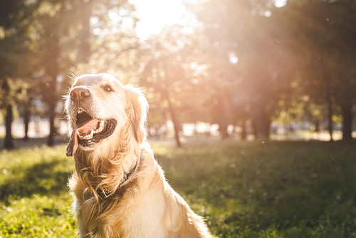 selective focus of golden retriever sitting on meadow in sunlight
