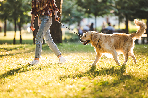 cropped view of girl in casual clothes walking with golden retriever on meadow in sunlight