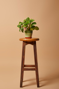 flowerpot  with plant on bar wooden stool on beige background