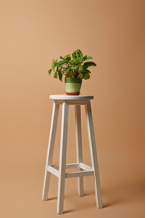 plant with green leaves in pot on white bar stool on beige background