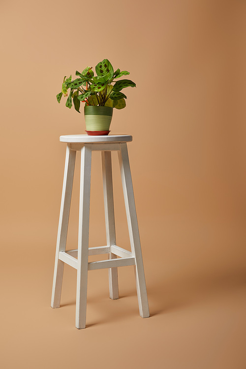 green plant in flowerpot  on bar stool on beige background