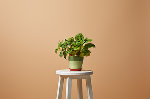 flowerpot with plant on bar stool isolated isolated on beige