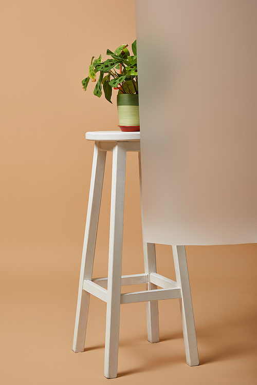 flowerpot with plant on bar stool behind matt glass on beige