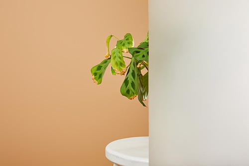 leaves of plant in pot behind matt glass on white stool isolated on beige