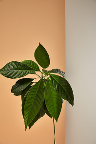 green leaves behind matt glass on beige background