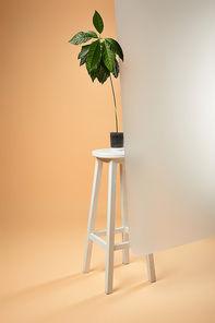 avocado tree in flowerpot on white bar stool behind matt glass on beige