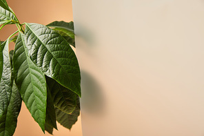 leaves of avocado tree near matt glass on beige