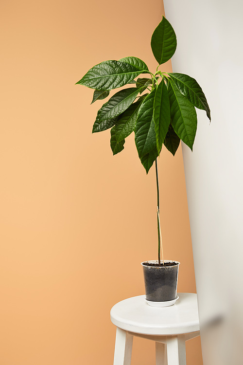 avocado tree with big green leaves in pot near matt glass isolated on beige