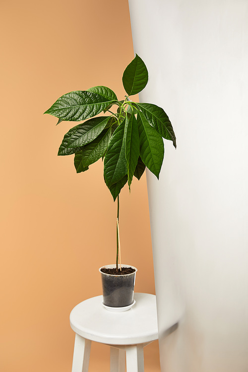avocado tree in flowerpot on white stool behind matt glass isolated on beige