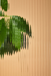 blurred view of leaves behind reed glass isolated on beige