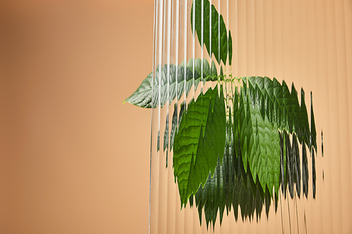 green leaves of avocado tree behind reed glass isolated on beige