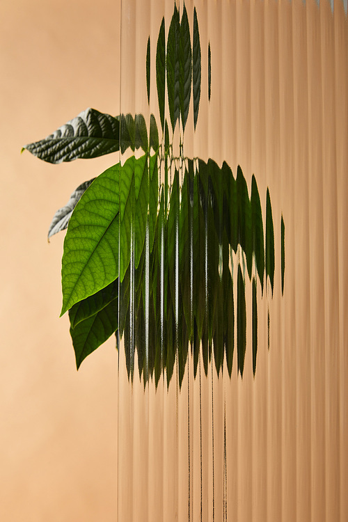 leaves of avocado tree behind glass isolated on beige